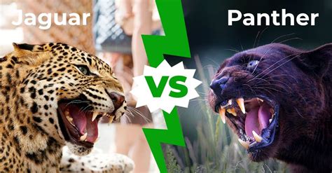 leopard panther jaguar|jaguar vs panther cougar.